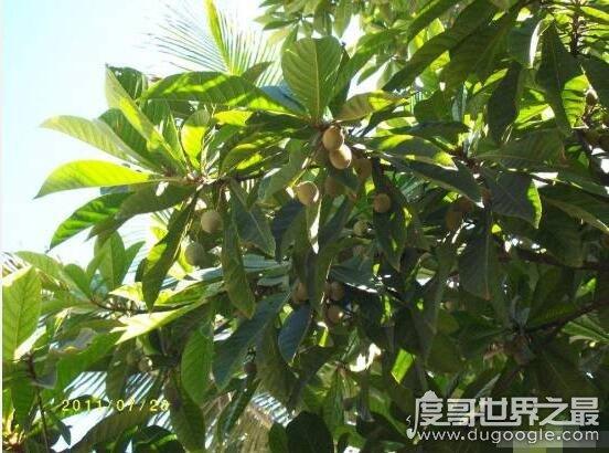 世界最毒化学物质前二十，化学武器vx神经毒气最毒