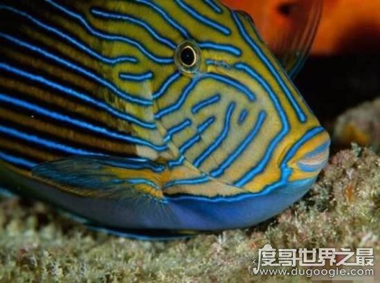 vx神经毒气，化学武器vx神经毒气最毒