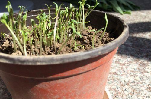 红花满天星怎么换盆，满天星花如何保养（给点阳光就灿烂）