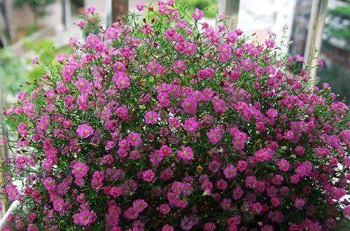 红花满天星怎么换盆，满天星花如何保养（给点阳光就灿烂）