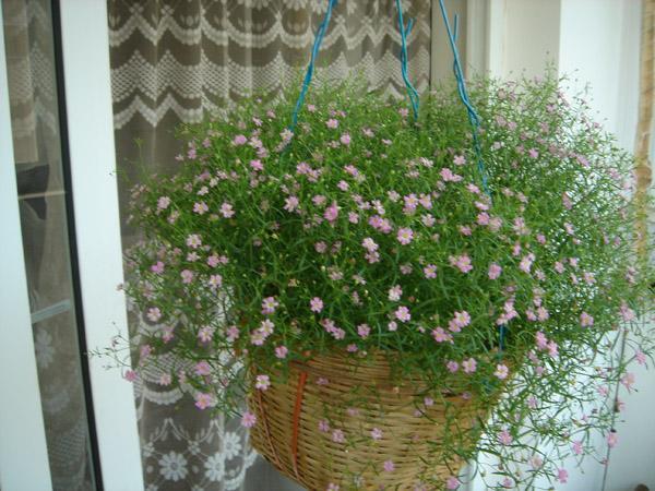 红花满天星怎么换盆，满天星花如何保养（给点阳光就灿烂）