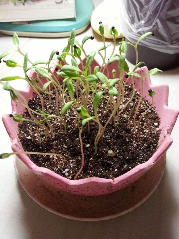 红花满天星怎么换盆，满天星花如何保养（给点阳光就灿烂）