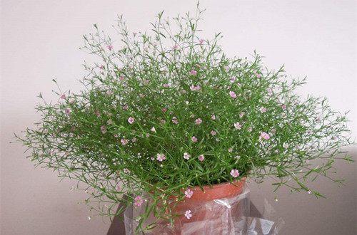 红花满天星怎么换盆，满天星花如何保养（给点阳光就灿烂）