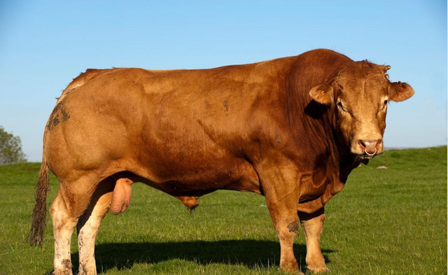 牛年宝宝几月出生好,属牛的几月出生好(生肖牛,五月"喜事如山倒")