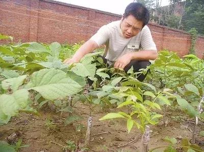 核桃苗是怎么种出来的，核桃苗是怎么种出来的视频（核桃育苗的实用技术）