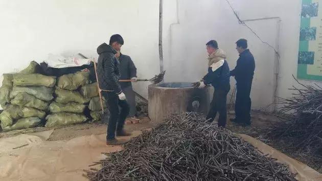 核桃苗是怎么种出来的，核桃苗是怎么种出来的视频（核桃育苗的实用技术）