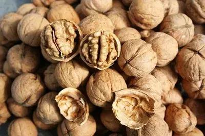 核桃苗是怎么种出来的，核桃苗是怎么种出来的视频（核桃育苗的实用技术）