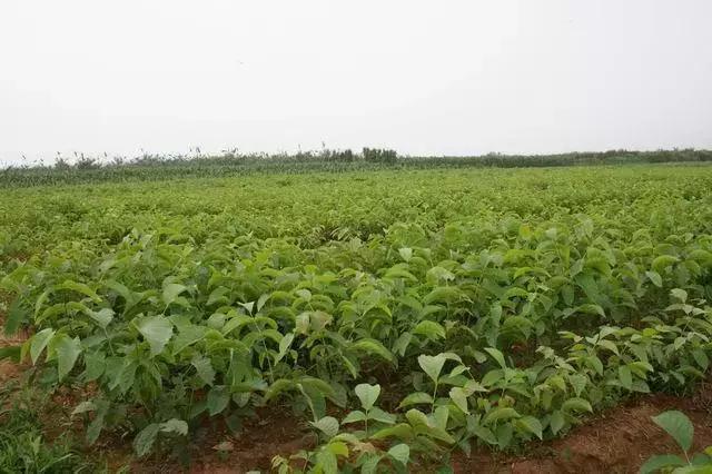 核桃苗是怎么种出来的，核桃苗是怎么种出来的视频（核桃育苗的实用技术）