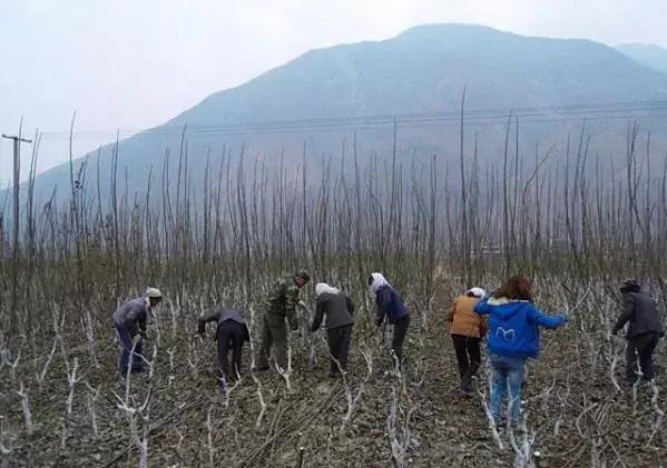 核桃苗是怎么种出来的，核桃苗是怎么种出来的视频（核桃育苗的实用技术）