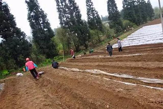 核桃苗是怎么种出来的，核桃苗是怎么种出来的视频（核桃育苗的实用技术）