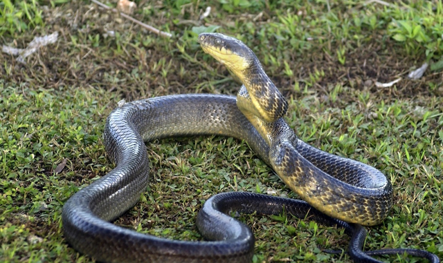 星受破,个人的财运因为龙德贵人的出现运势不错,但是要化解六厄煞才能