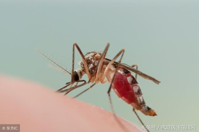 什么血型招蚊子，什么血型容易招蚊子（不，其实蚊子更爱找这4类人）