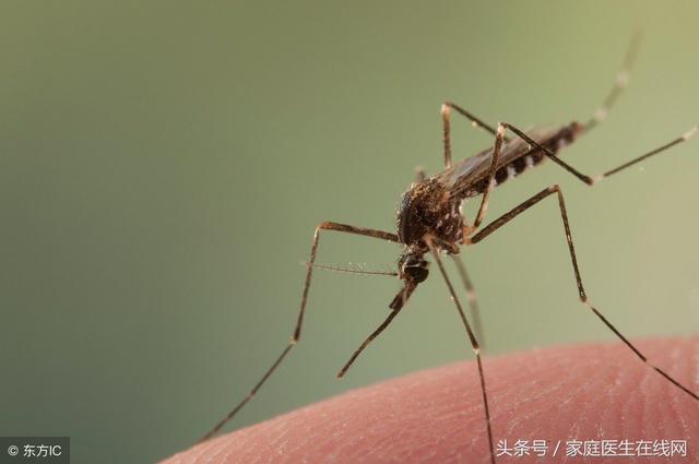 什么血型招蚊子，什么血型容易招蚊子（不，其实蚊子更爱找这4类人）