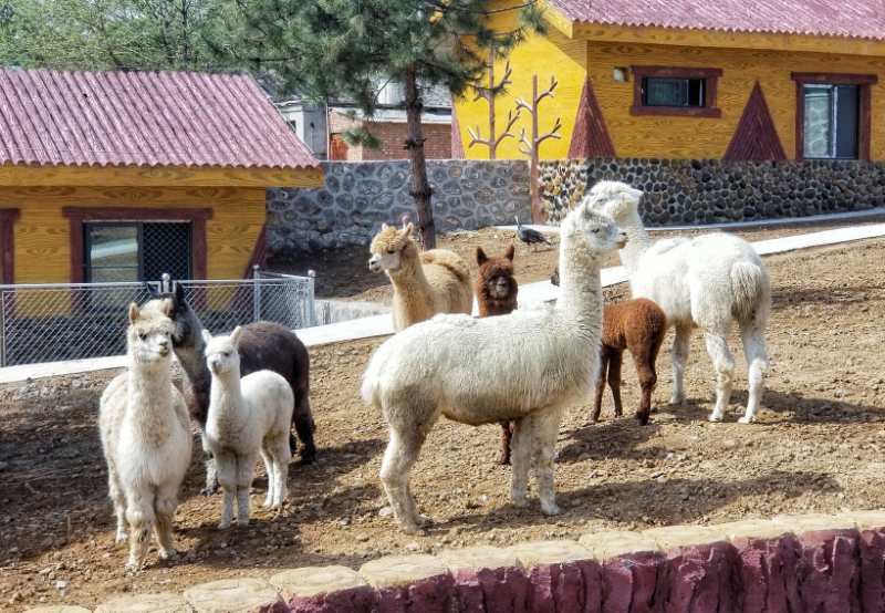 南美洲的小羊驼,网络十大神兽(石家庄动物园罗马尼亚国兽亮相)