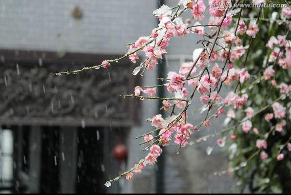 梅兰竹菊非凡物，四君子是哪四种植物寓意（具有傲、幽、澹、逸品质的梅兰竹菊“四君子”千百年来受世人钟爱）