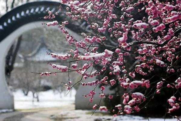 梅兰竹菊非凡物，四君子是哪四种植物寓意（具有傲、幽、澹、逸品质的梅兰竹菊“四君子”千百年来受世人钟爱）