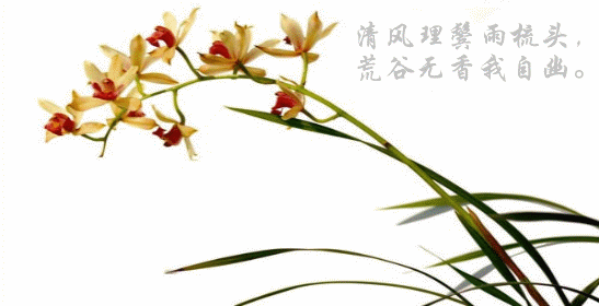 梅兰竹菊非凡物，四君子是哪四种植物寓意（具有傲、幽、澹、逸品质的梅兰竹菊“四君子”千百年来受世人钟爱）