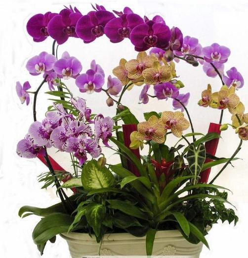 梅兰竹菊非凡物，四君子是哪四种植物寓意（具有傲、幽、澹、逸品质的梅兰竹菊“四君子”千百年来受世人钟爱）