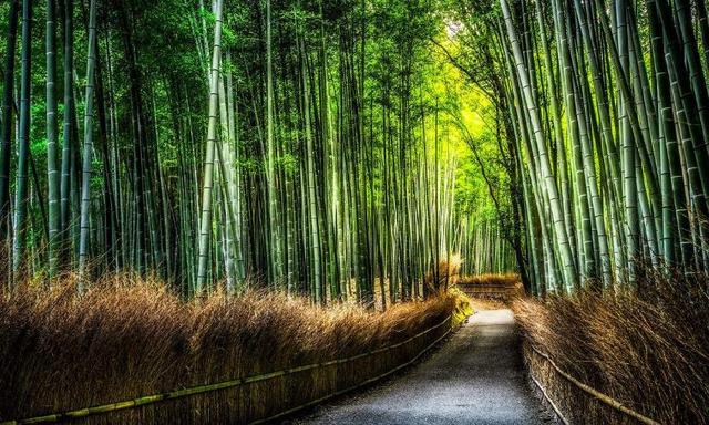 梅兰竹菊非凡物，四君子是哪四种植物寓意（具有傲、幽、澹、逸品质的梅兰竹菊“四君子”千百年来受世人钟爱）