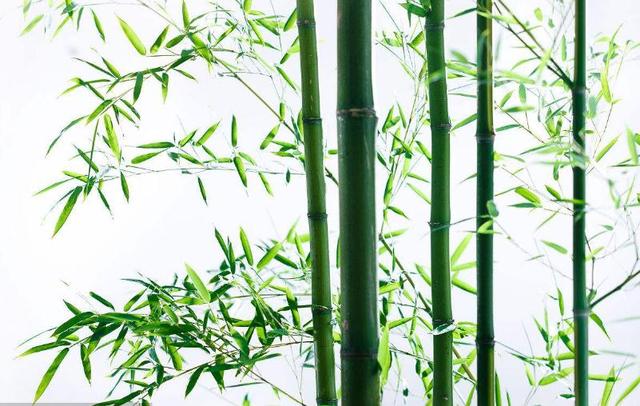 梅兰竹菊非凡物，四君子是哪四种植物寓意（具有傲、幽、澹、逸品质的梅兰竹菊“四君子”千百年来受世人钟爱）