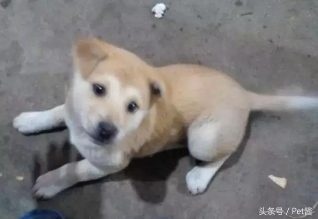 最正宗的农村土狗，10块钱买了只小土狗