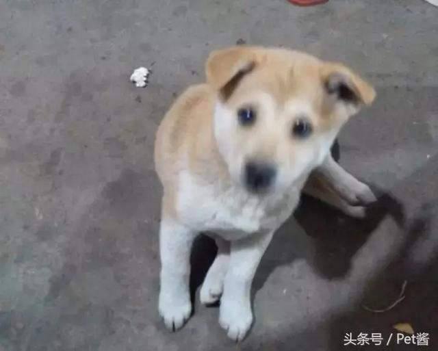 最正宗的农村土狗，10块钱买了只小土狗