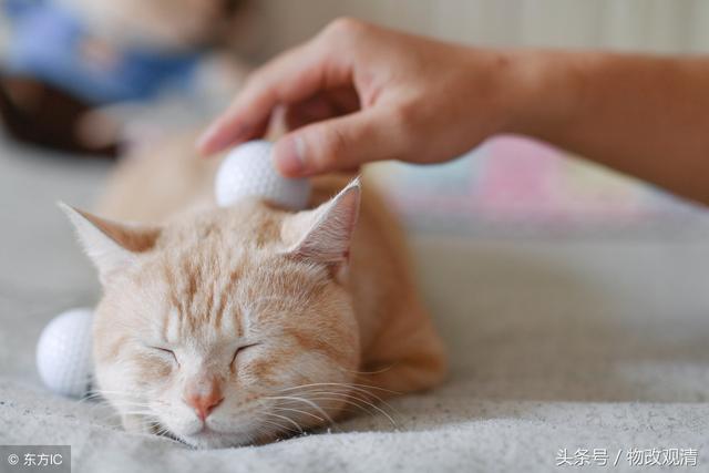 养猫的好处风水学，养猫的风水讲究（宠物能影响家中的风水）