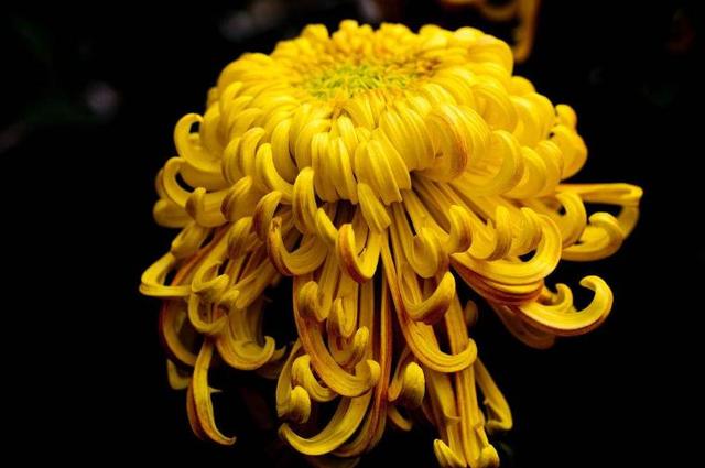 梅兰竹菊非凡物，四君子是哪四种植物寓意（具有傲、幽、澹、逸品质的梅兰竹菊“四君子”千百年来受世人钟爱）