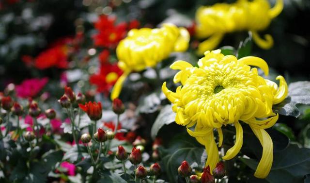 梅兰竹菊非凡物，四君子是哪四种植物寓意（具有傲、幽、澹、逸品质的梅兰竹菊“四君子”千百年来受世人钟爱）