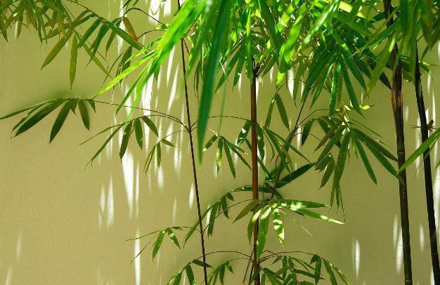 梅兰竹菊非凡物，四君子是哪四种植物寓意（具有傲、幽、澹、逸品质的梅兰竹菊“四君子”千百年来受世人钟爱）