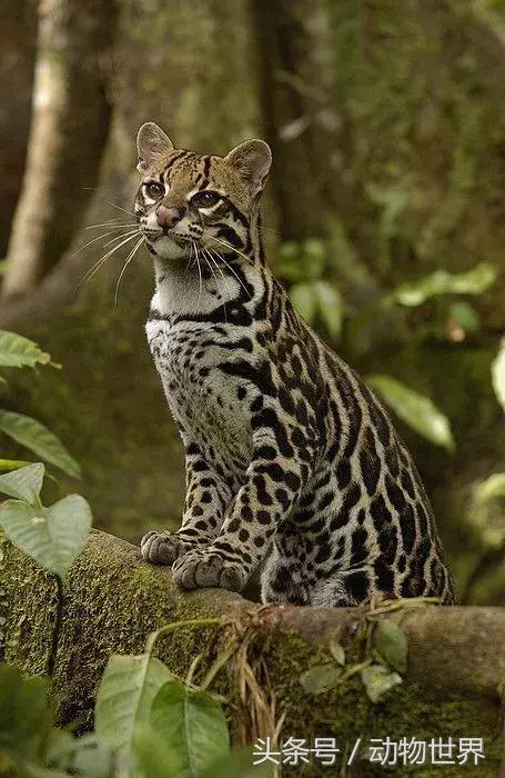 虎猫,动物世界-虎猫(虎猫鼠标宏设置教程) 虎猫,动物世界-虎猫(虎猫鼠标宏设置教程)