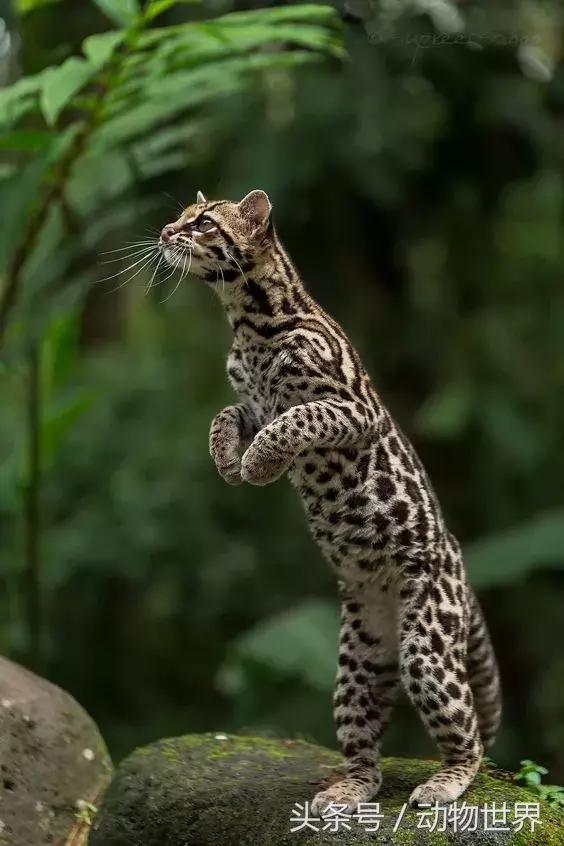 虎猫,动物世界-虎猫(虎猫鼠标宏设置教程) 虎猫,动物世界-虎猫(虎猫鼠标宏设置教程)
