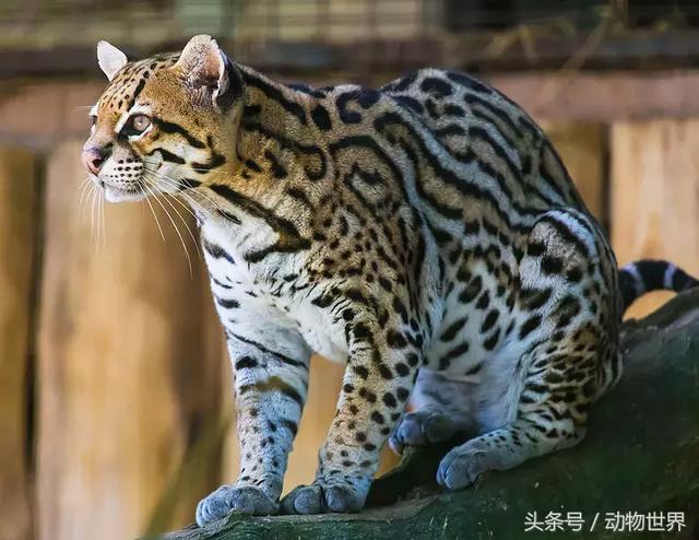 虎猫,动物世界-虎猫(虎猫鼠标宏设置教程) 虎猫,动物世界-虎猫(虎猫鼠标宏设置教程)