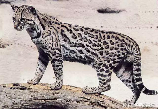 虎猫,动物世界-虎猫(虎猫鼠标宏设置教程) 虎猫,动物世界-虎猫(虎猫鼠标宏设置教程)