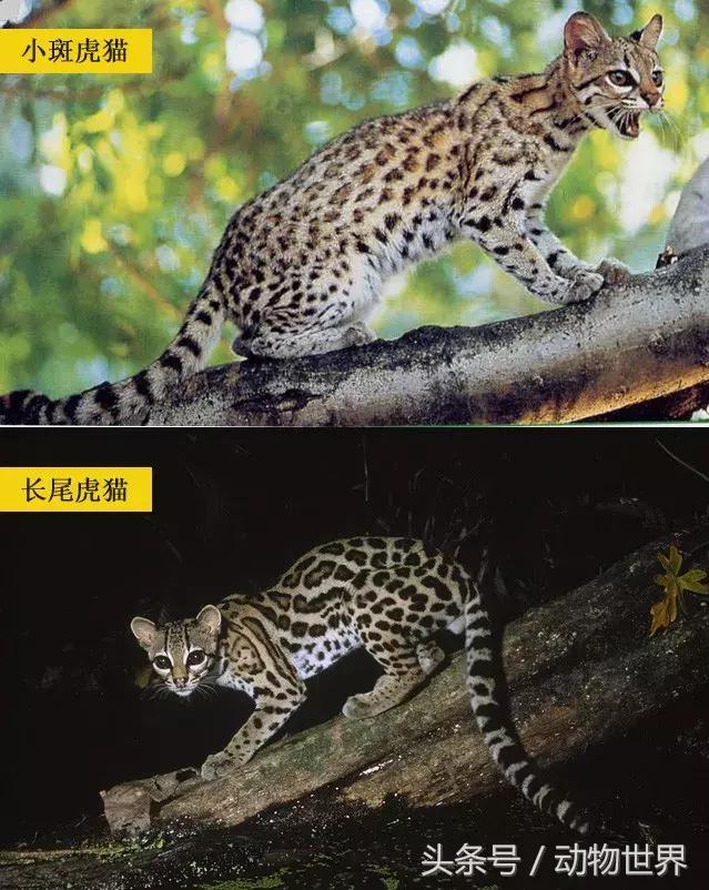 虎猫,动物世界-虎猫(虎猫鼠标宏设置教程) 虎猫,动物世界-虎猫(虎猫鼠标宏设置教程)