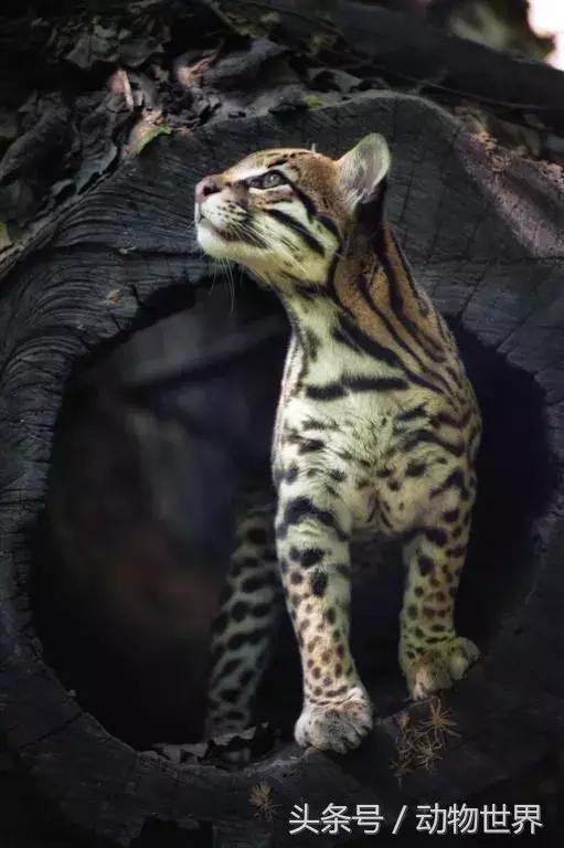 虎猫,动物世界-虎猫(虎猫鼠标宏设置教程) 虎猫,动物世界-虎猫(虎猫鼠标宏设置教程)