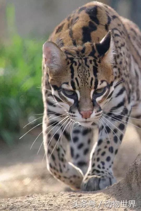 虎猫,动物世界-虎猫(虎猫鼠标宏设置教程) 虎猫,动物世界-虎猫(虎猫鼠标宏设置教程)