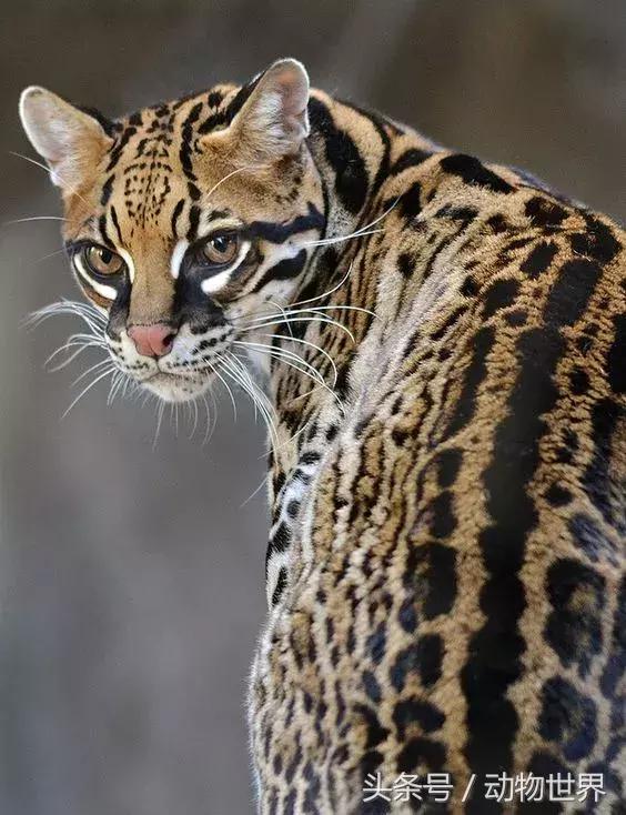 虎猫,动物世界-虎猫(虎猫鼠标宏设置教程) 虎猫,动物世界-虎猫(虎猫鼠标宏设置教程)