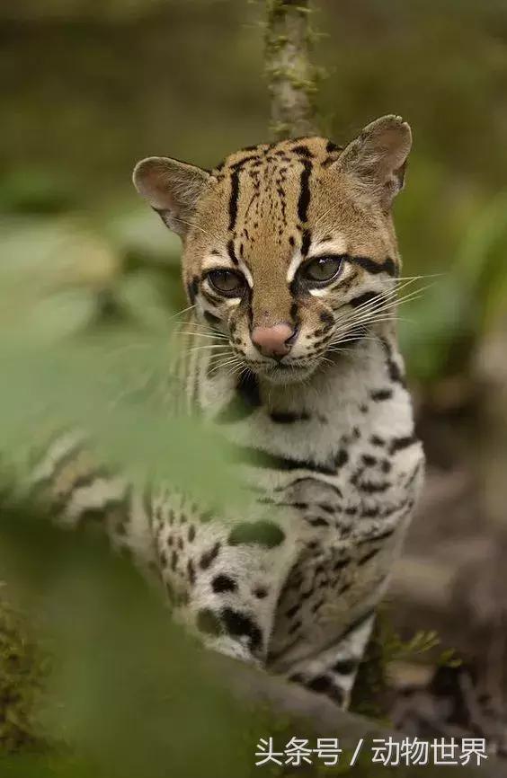 虎猫,动物世界-虎猫(虎猫鼠标宏设置教程) 虎猫,动物世界-虎猫(虎猫鼠标宏设置教程)