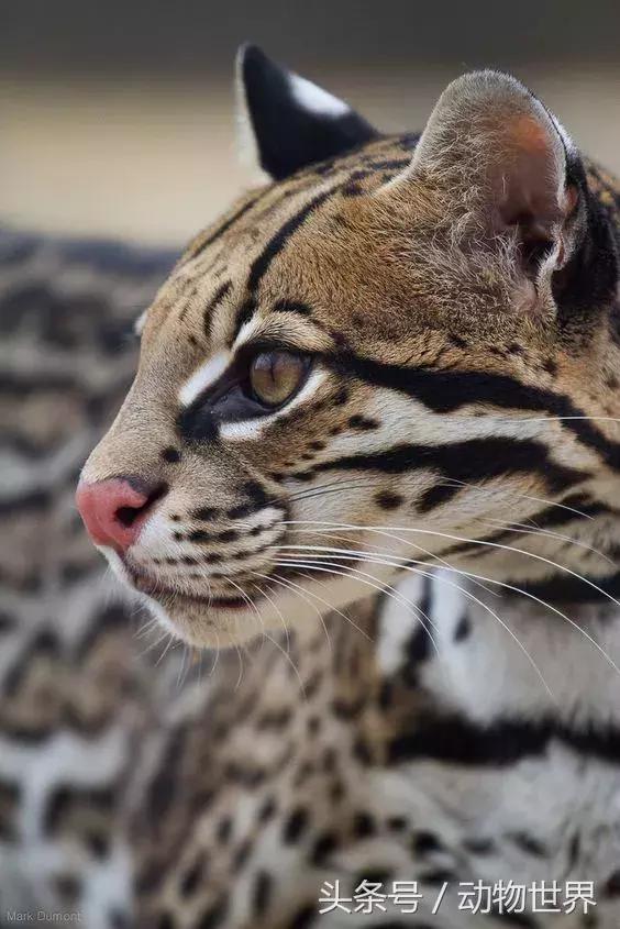 虎猫,动物世界-虎猫(虎猫鼠标宏设置教程) 虎猫,动物世界-虎猫(虎猫鼠标宏设置教程)