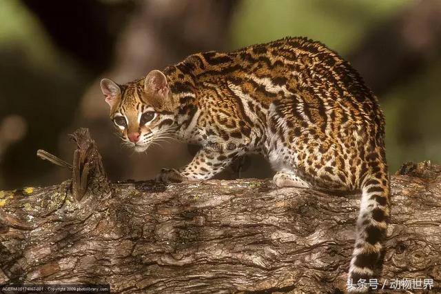 虎猫,动物世界-虎猫(虎猫鼠标宏设置教程) 虎猫,动物世界-虎猫(虎猫鼠标宏设置教程)