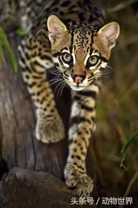 虎猫,动物世界-虎猫(虎猫鼠标宏设置教程) 虎猫,动物世界-虎猫(虎猫鼠标宏设置教程)