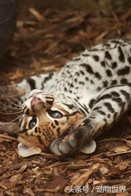 虎猫,动物世界-虎猫(虎猫鼠标宏设置教程) 虎猫,动物世界-虎猫(虎猫鼠标宏设置教程)