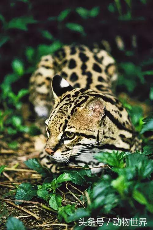 虎猫,动物世界-虎猫(虎猫鼠标宏设置教程) 虎猫,动物世界-虎猫(虎猫鼠标宏设置教程)