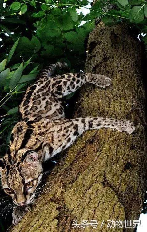 虎猫,动物世界-虎猫(虎猫鼠标宏设置教程) 虎猫,动物世界-虎猫(虎猫鼠标宏设置教程)