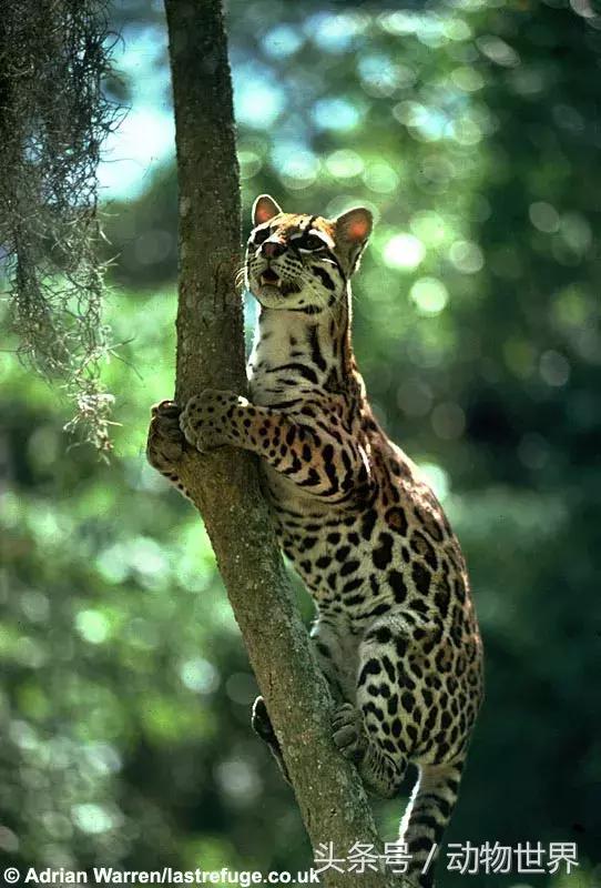 虎猫,动物世界-虎猫(虎猫鼠标宏设置教程) 虎猫,动物世界-虎猫(虎猫鼠标宏设置教程)