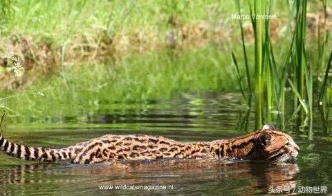 虎猫,动物世界-虎猫(虎猫鼠标宏设置教程) 虎猫,动物世界-虎猫(虎猫鼠标宏设置教程)