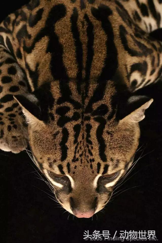 虎猫,动物世界-虎猫(虎猫鼠标宏设置教程) 虎猫,动物世界-虎猫(虎猫鼠标宏设置教程)