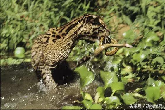 虎猫,动物世界-虎猫(虎猫鼠标宏设置教程) 虎猫,动物世界-虎猫(虎猫鼠标宏设置教程)