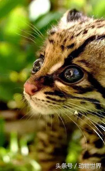 虎猫,动物世界-虎猫(虎猫鼠标宏设置教程) 虎猫,动物世界-虎猫(虎猫鼠标宏设置教程)